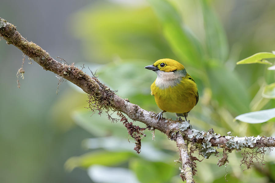 Silver-throated Tanager - 2021012401 Photograph by Mike Timmons - Fine ...