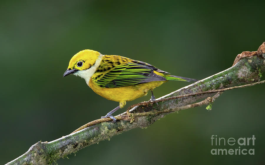 Silver Throated Tanager Photograph by Ed McDermott