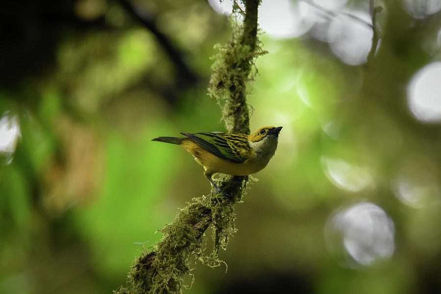 Silver-throated Tanager Photograph by Greg Sercel - Fine Art America