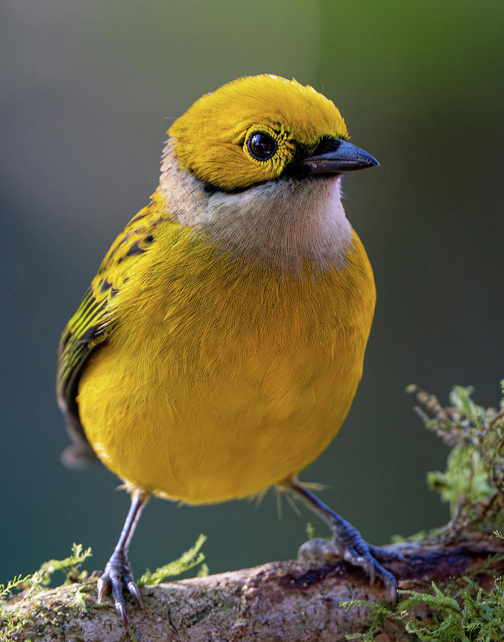 Silver-throated Tanager Photograph by Mary Catherine Miguez