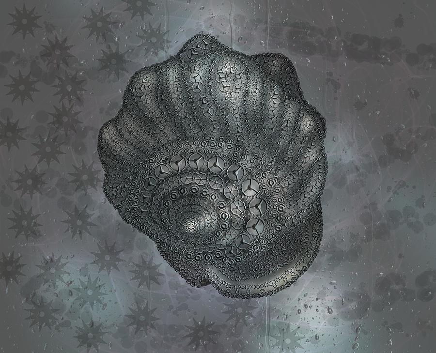 Silver Tones Bullmouth Cassidae Conch Seashell Digital Art by Joan Stratton