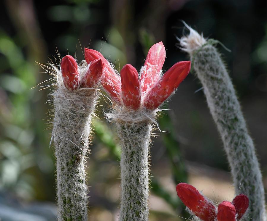 Silver Torch Cactus Photograph by Hella Buchheim - Fine Art America