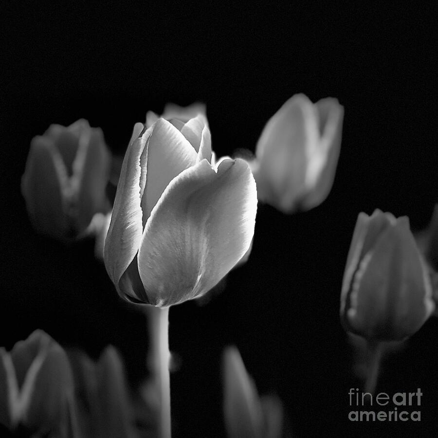 Silver Tulips Photograph by Jenny Revitz Soper