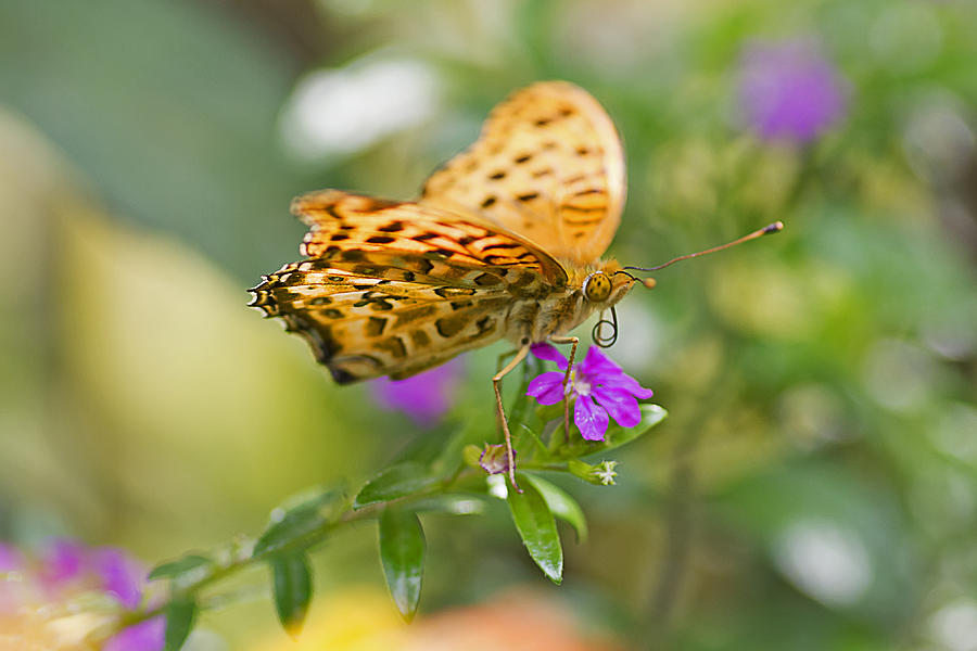 Silver Washed Fritillary Butterfly Photograph by Shene