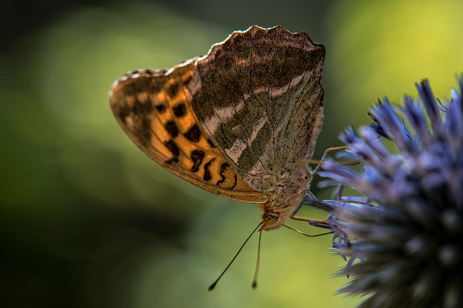 Silver-washed Fritillary Photograph by Susanne Ludwig