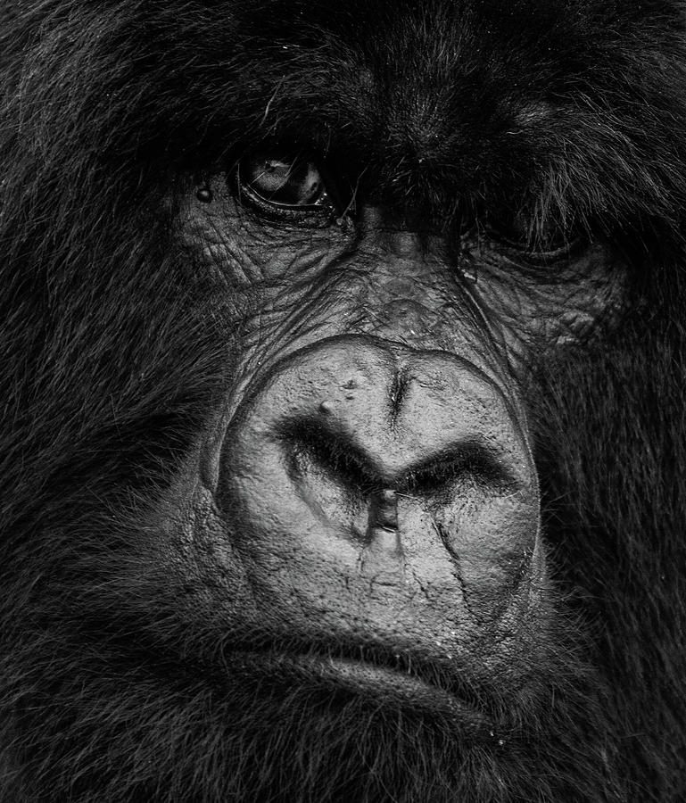 Silverback Glare Photograph by Max Waugh