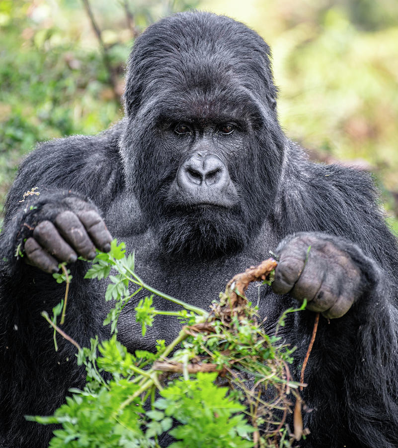 Silverback Gorilla eating in natural habitat Photograph by ROAR AFRICA by ROCKFORD DRAPER
