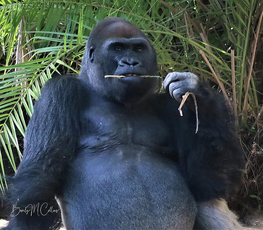 Silverback Gorilla Portrait Photograph by Beverly M Collins