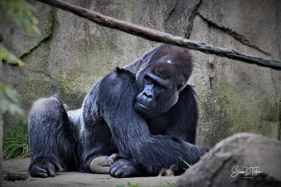 Silverback Gorilla Photograph by Steven Tolson - Fine Art America