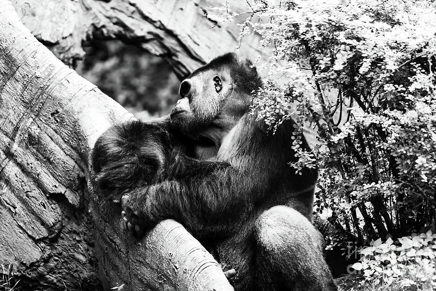 Silverback Nap at the Bronx Zoo Photograph by John Rizzuto
