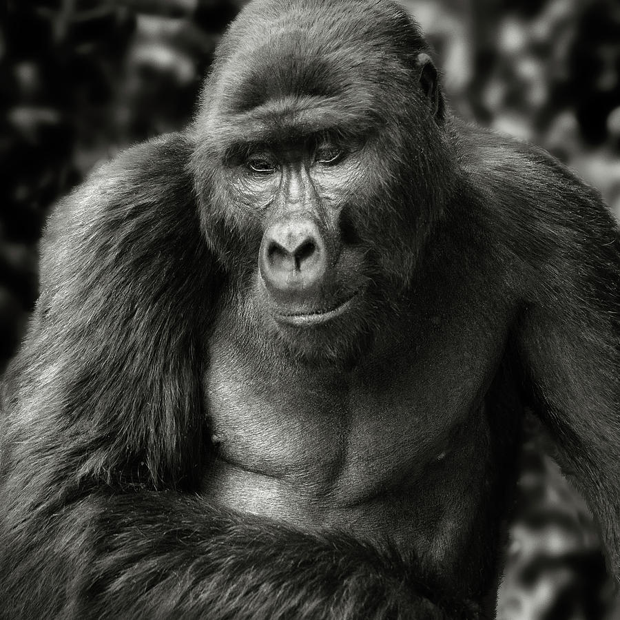 Silverback Photograph by Paul Mongillo - Fine Art America