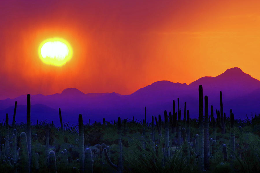 Saguaro National Park Photograph - Silverbell Summer Sunset by Douglas Taylor