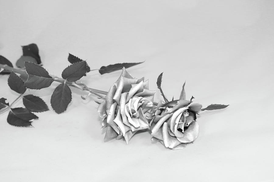 Silvered Rose Photograph