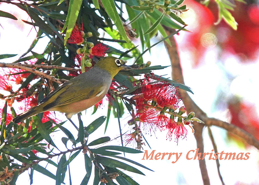 Silvereye on Bottle Brush II - Merry Christmas with Aussie Natives Series Photograph by Maryse Jansen