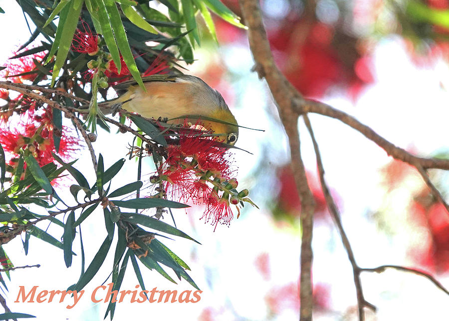 Silvereye on Bottle Brush - Merry Christmas with Aussie Natives Series Photograph by Maryse Jansen
