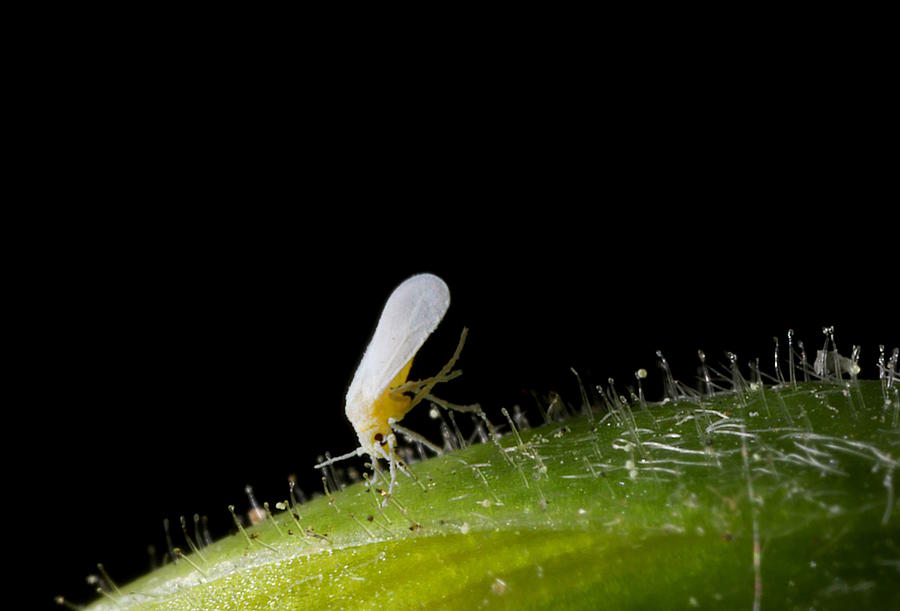 Silverleaf Whitefly (Hemiptera; Aleyrodidae; Bemisia argentifolii, aka B. tabaci) foraging on Woodsorrel (Oxalis stricta) Photograph by Heather Broccard-Bell