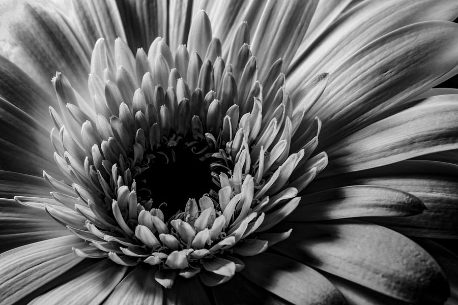 Black And White Photograph - Silverlight by Bj S