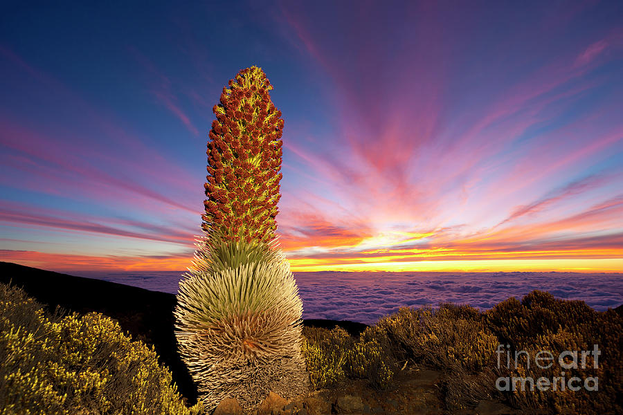Silversword At Sunset Photograph by David Olsen