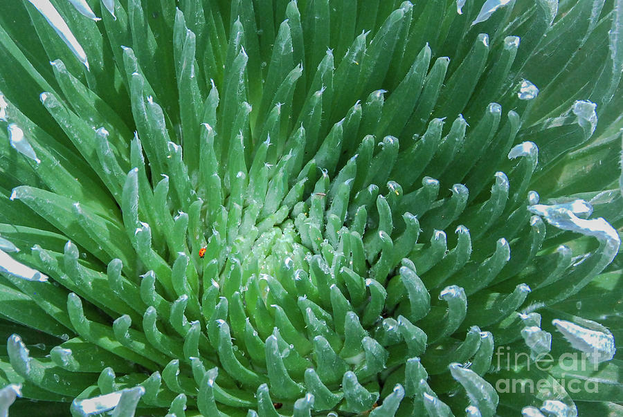 Nature Photograph - Silversword in Morning Sunlight by Nancy Gleason