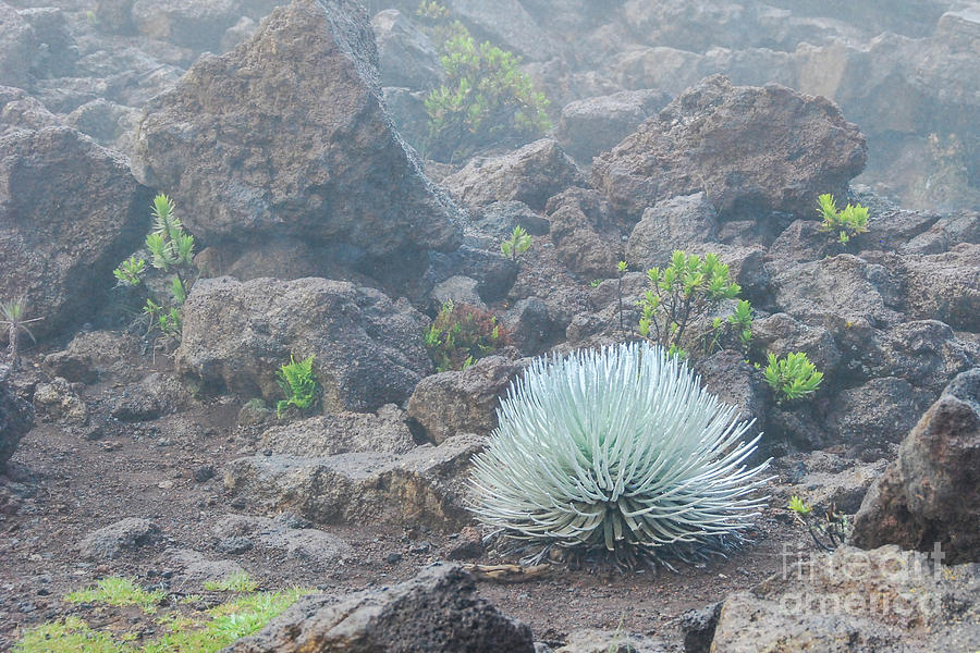National Parks Photograph - Silversword in the Fog at Haleakala National Park by Nancy Gleason