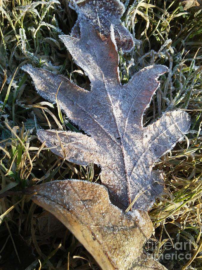 Silverwood Leaf Frost by Tammy Nara Silverwood Leaf Frost by Tammy Nara