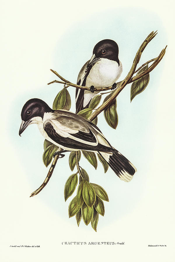 John Gould Drawing - Silvery-backed Butcher-Bird, Cracticus argenteus by John Gould