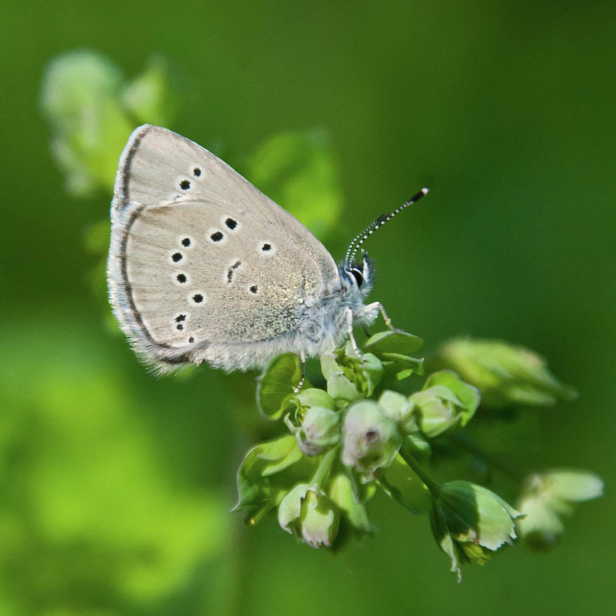 Silvery Blue Butterfly at Rest Photograph by Cascade Colors