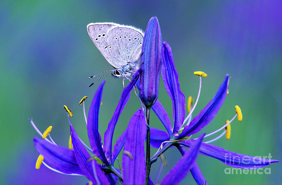 Butterfly Photograph - Silvery blue butterfly on camas flower by Michael Wheatley