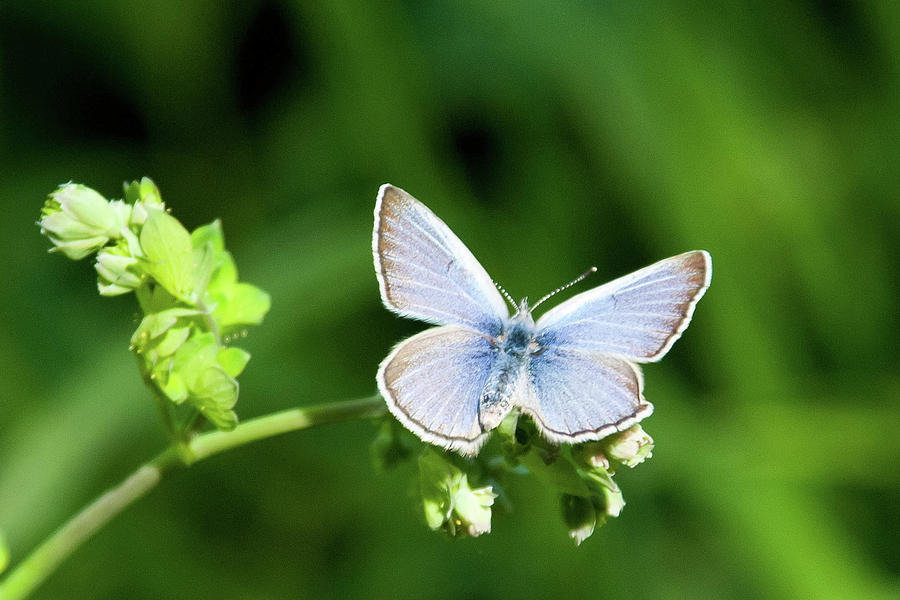 Silvery Blue Butterfly With Green Background Photograph