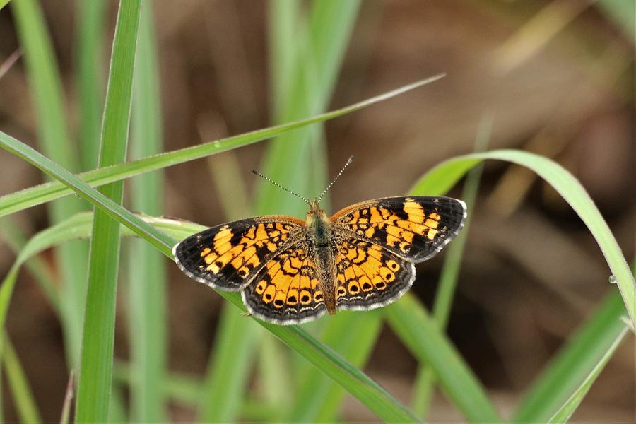 Nature Photograph - Silvery Checkerspot Butterfly 5 by Les Classics