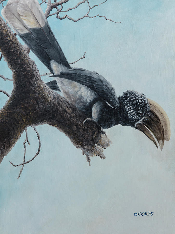 Silvery-cheeked Hornbill Painting by Christopher Cox