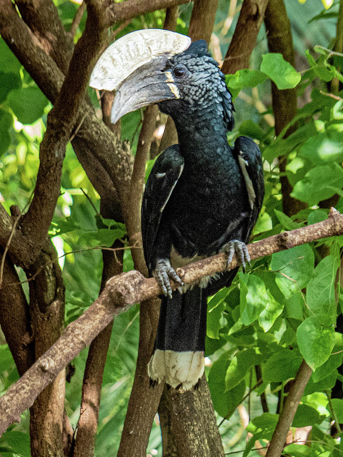 Silvery-cheeked hornbill Photograph by Leslie Struxness