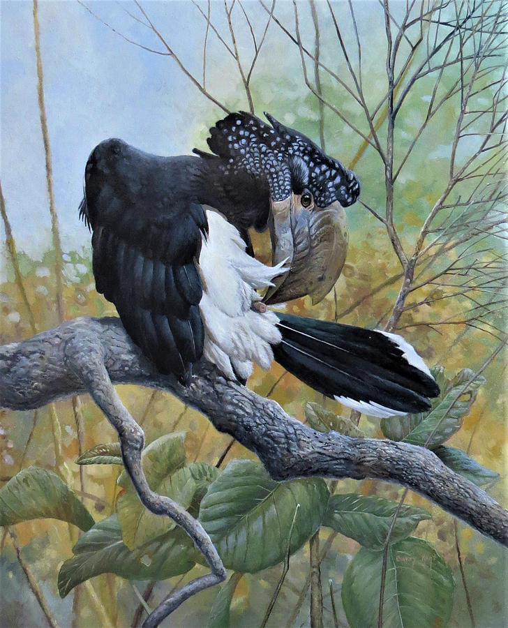 Silvery-cheeked Hornbill Preening Painting by Barry Kent MacKay