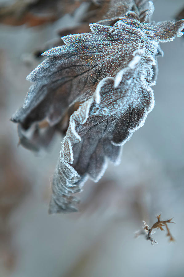 Silvery Frosted Leaves Photograph by Jenny Rainbow