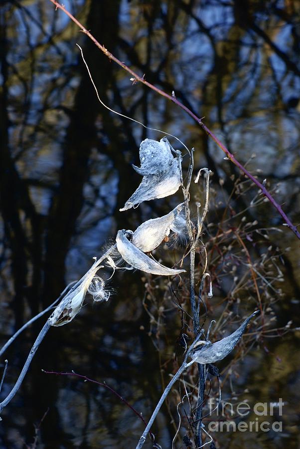 Silvery Leaves of Winter Photograph by Margie Avellino