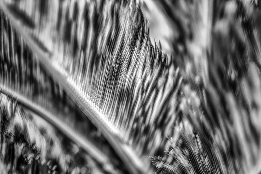 Silvery Sago Palm Dreams Photograph by Joseph S Giacalone
