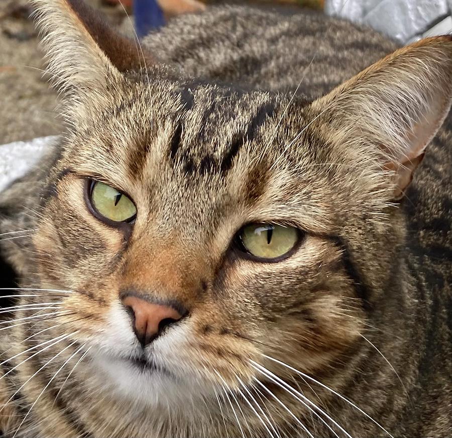 Simba the Tabby Cat King Photograph by Hermann Brunner - Fine Art America