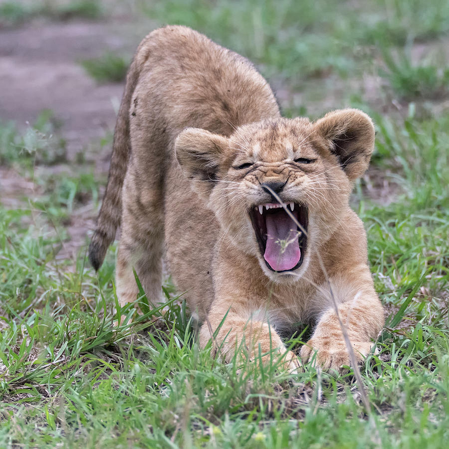 Simba Photograph by Yasser Essawaf | Fine Art America