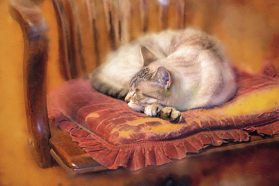 Siamese Photograph - Simon Asleep in Pawpas Chair by SL Ernst Siamese Photograph - Simon Asleep in Pawpas Chair by SL Ernst