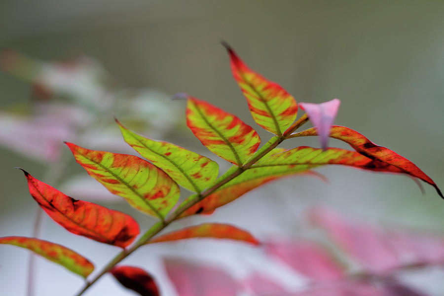 Simple Autumn Sumac Colors Photograph by Kathy Clark