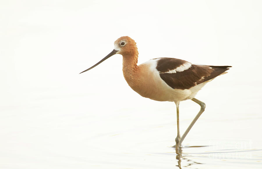 Simple Avocet Photograph by Ruth Jolly