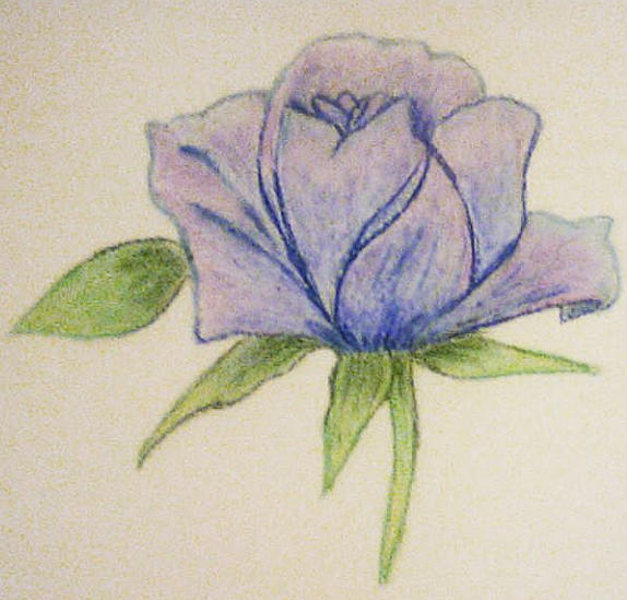Beautiful Rose🌹 Oil Pastel Drawing : : : : #rosedrawing #art #rose #drawing  #artist #artwork #flowerdrawing #roses #rosetattoo #sket... | Instagram