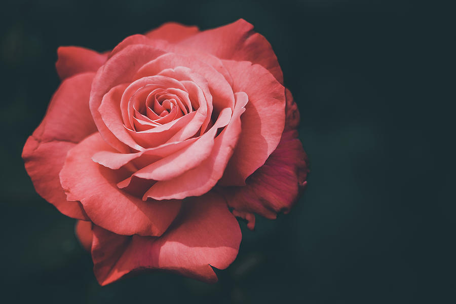 Simple Beauty of a Rose Photograph by Kevin Schwalbe