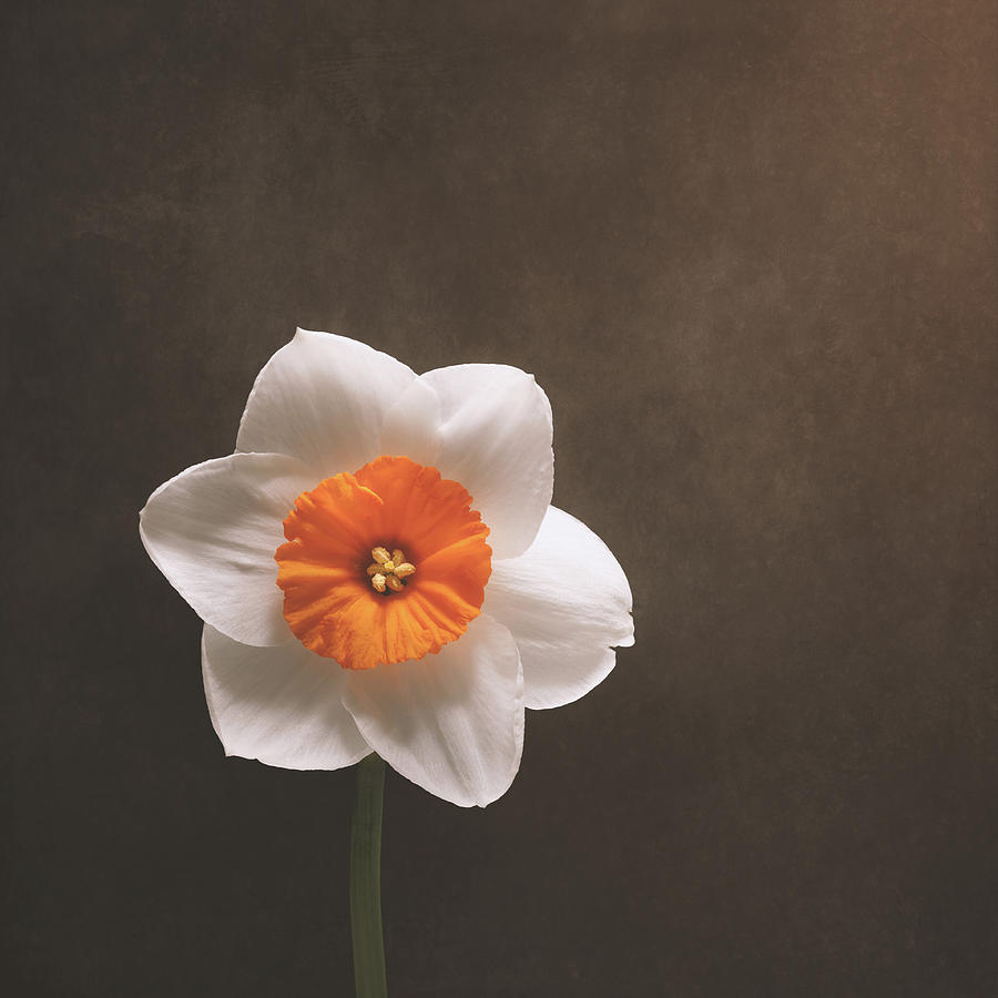 Daffodil Photograph - Simple Beauty by Scott Norris