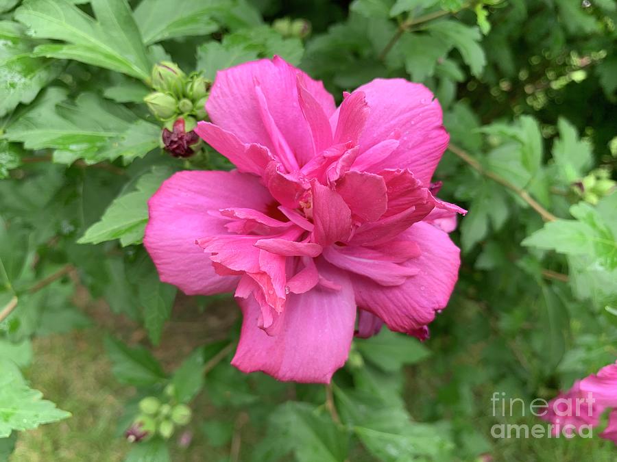 Simple Beauty Hibiscus Photograph by Catherine Wilson