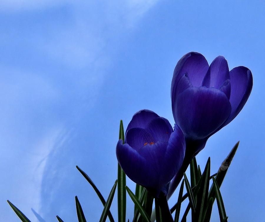 Simple Blue Flowers in Spring Photograph by Linda Stern