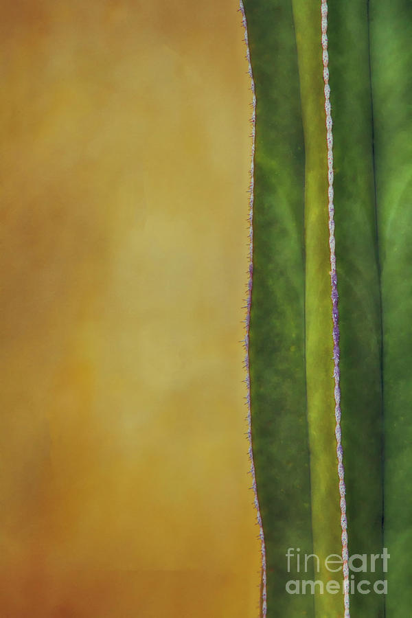Simple Cactus Photograph