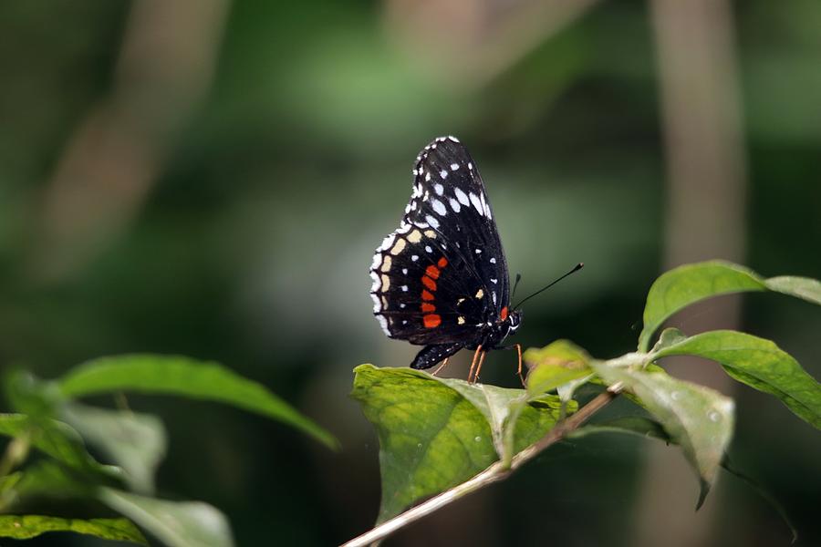 Simple Checkerspot Butterfly Panama Photograph