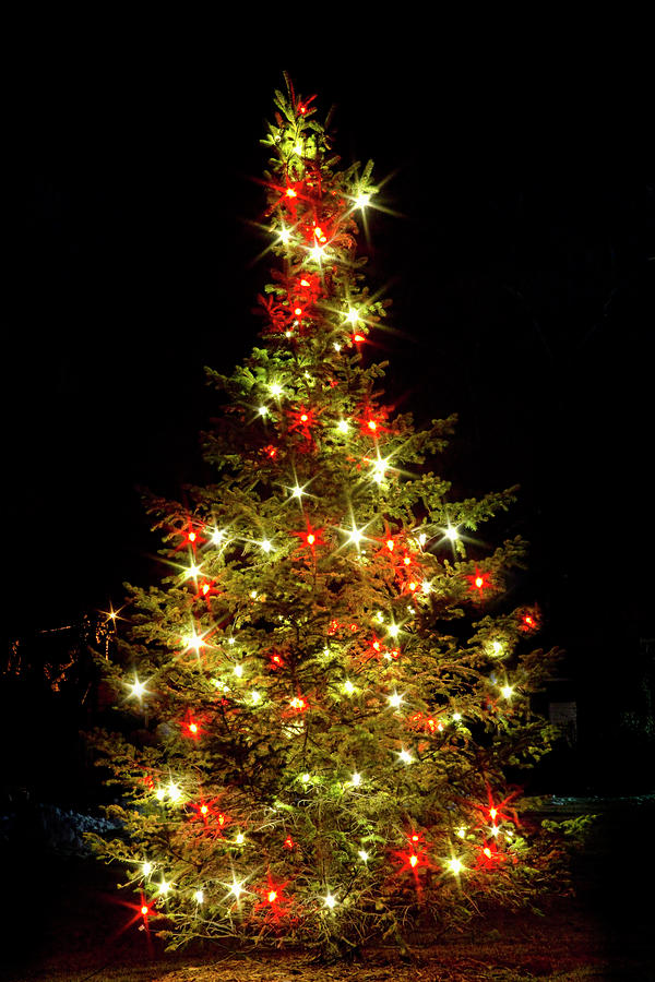 Simple Christmas Tree Delight Photograph by James BO Insogna