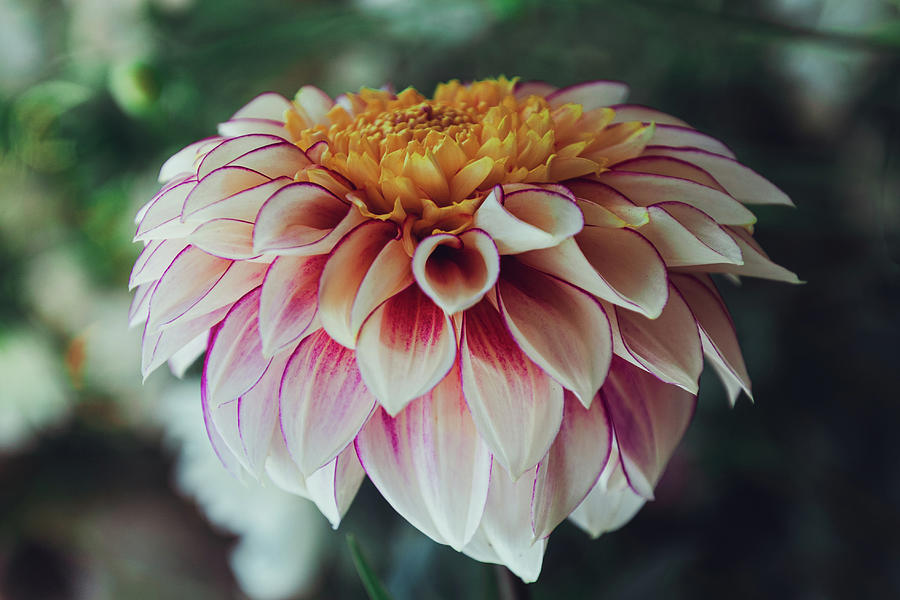 Simple Dahlia Photograph by Tracy Smith Simple Dahlia Photograph by Tracy Smith